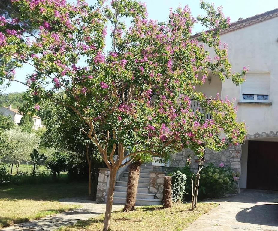 Havre De Paix Entre Mer Et Montagne A Ceret Pour 4 A 5 Pers Εξωτερικό φωτογραφία