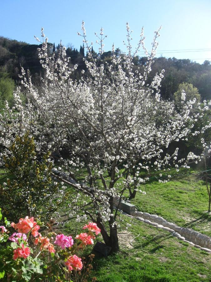 Havre De Paix Entre Mer Et Montagne A Ceret Pour 4 A 5 Pers Εξωτερικό φωτογραφία